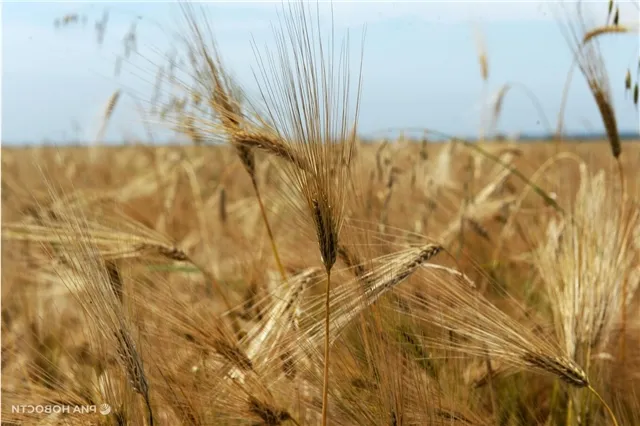 news-proishestviya-502548