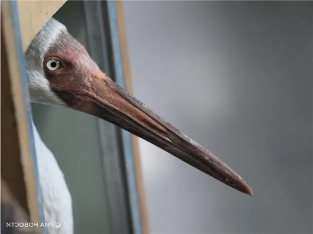 news-proishestviya-503037