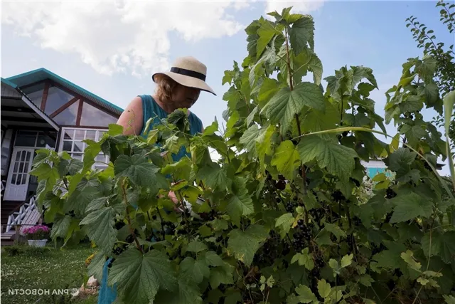 news-proishestviya-503126